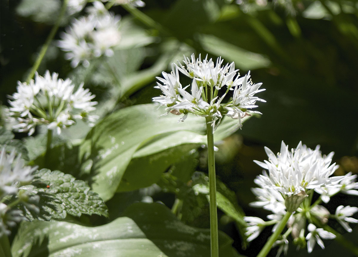 Allium ursinum / Aglio orsino